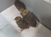 4 Coturnix quail chicks