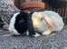 Mini Plush Lops