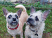 Two friendly little dogs