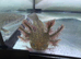 Rescue Axolotl Looking For New Homes