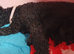 Kerry blue terrier puppies