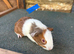 Guinea pigs ready now boys and girls