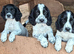Beautiful Sprocker Puppies F1 hybrid from working Kc reg parents