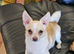 Chihuahua puppies