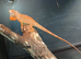 Crimpson t iguana