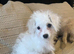 Cavapoochon x Cockerpoo