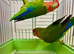 Peach Face Breeding Pair of Love Birds Peach Faced