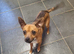 Male Chihuahua