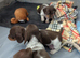 Miniature dachshund puppies KC registered