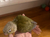 Green Cheek Baby Conures