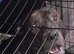 Bully Kutta &times; Staffordshire bullterrier 23months old