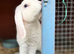 Gorgeous Mini Plush Lops