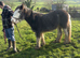 blagdon filly tgca registered