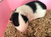 HARRY & RONNIE – BONDED BOYS – £30 FOR THE PAIR