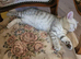 Scottish fold/straight kittens