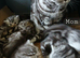 Bsh. Silver Tabby kittens. TICA