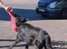 Dark blue KC reg German shepherd