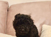 Kc registered toy poodle