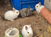 Netherland Dwarf Babies