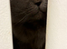 Cat female 5 yr