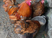 Trio of gold laced Orpington.