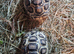 2 x year old leopard tortoises for sale
