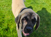 Beautiful English mastiff