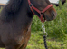 Super cute, welll bred Shetland gelding