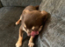 Stunning girl chihuahua needs 5 star home