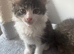 Two adorable kittens looking for a loving home