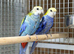 Rosella