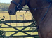 Poppy 3 yr old smart filly 16hh