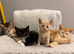 STUNNING ABYSSINIAN MIXED READY TO LEAVE!