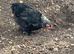 Pekin Bantam chicks