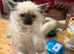 Ragdoll Kittens