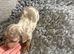 Miniature Dashound puppy’s
