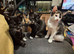 Exquisite, Affordable kittens. X Siamese