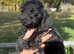 F1 toy cockapoo puppies LAST TWO!