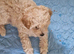 Gorgeous F1B Cavapoo Puppies looking for their forever home - Cheltenham