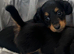 Long hair Miniature Dachshunds