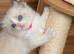 Beautiful fluffy Ragdoll-type kittens available