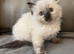 Coco a beautiful ragdoll