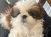 Loving Shih Tzu Looking for a Forever Home️️
