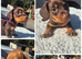 *LAST GIRL*PRA CLEAR MINIATURE DACHSHUND GIRLS