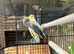 Lovebirds