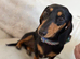 Female miniature dachshund