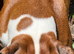 3 boy Boxer puppies for sale