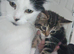 2 kittens looking for there forever home