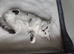 Chinchilla Scottish fold kittens