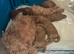 Beautiful f1b Cavapoos puppies
